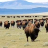 Bison herd moving across open plains