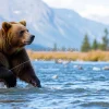 Brown bear fishing in a mountain river