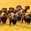 Buffalo herd grazing in golden grass