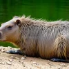 Capybara resting by riverbank