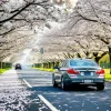 Car driving through cherry blossom lined avenue petals covering the road