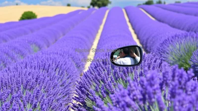 Car driving through lavender fields in Provence purple flowers everywhere