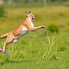 Caracal jumping to catch prey