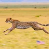 Cheetah sprinting across open plains