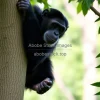 Chimpanzee climbing a tree