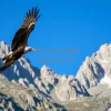 Condor flying over rugged mountains