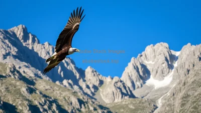 Condor flying over rugged mountains