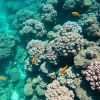 Coral reefs full of colorful marine life