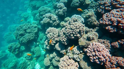Coral reefs full of colorful marine life