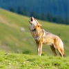Coyote howling on a hillside