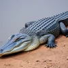 Crocodile resting on a riverbank