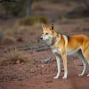 Dingo standing alert in outback