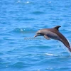 Dolphin jumping from the ocean
