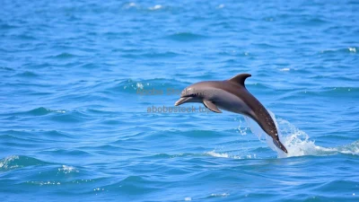 Dolphin jumping from the ocean