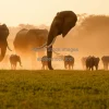 Elephant herd crossing a dusty savannah