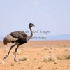Emu running across dry plains