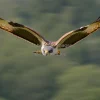 Falcon diving at high speed