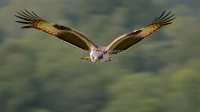 Falcon diving at high speed