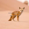 Fennec fox standing on desert sand