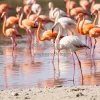 Flamingo flock standing in shallow water