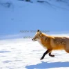 Fox running across snowy ground