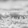 Frost crystals in cool monochrome palette