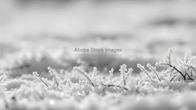 Frost crystals in cool monochrome palette