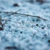 Frost-covered ground macro with cool color palette