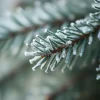 Frosted pine needles close-up with cool tones