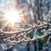 Frozen branches glowing under winter sunlight macro