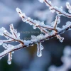 Frozen branches with crystal ice coating macro