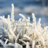 Frozen grass covered in frost early morning macro