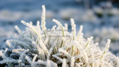 Frozen grass covered in frost early morning macro