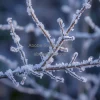 Frozen twigs and branches with frost sparkles