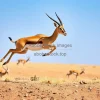 Gazelle leaping across dry landscape