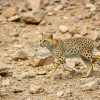Genet running across rocky terrain