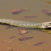 Gharial resting in shallow river