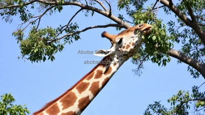 Giraffe eating leaves from a tall tree