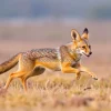 Golden jackal running through fields