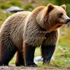 Grizzly bear standing upright