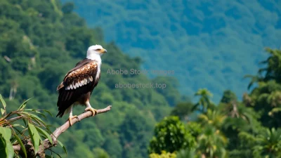 Harpy eagle perched high in rainforest