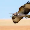 Hawk gliding over open fields
