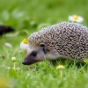 Hedgehog wandering through meadow