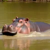 Hippopotamus emerging from a muddy river