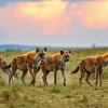 Hyena pack roaming through the savannah