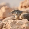 Hyrax resting on warm rocks