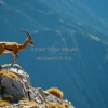 Ibex balancing on steep mountains