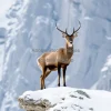 Ibex standing on snowy cliffs
