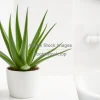 Indoor aloe vera plant on bathroom counter