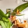 Indoor bird of paradise plant with large leaves